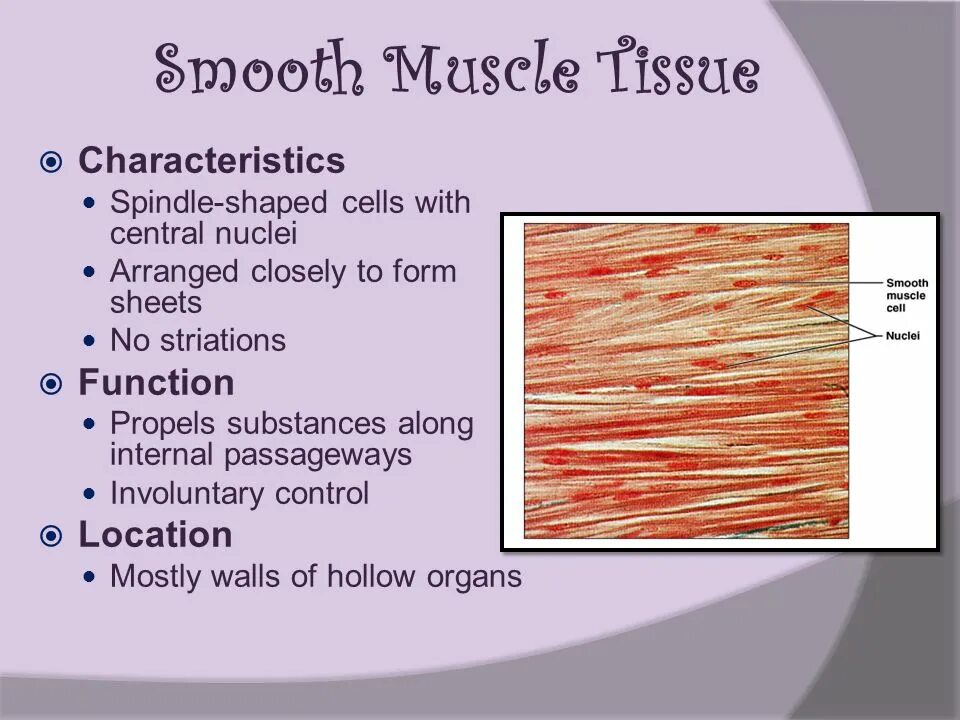 Muscles function