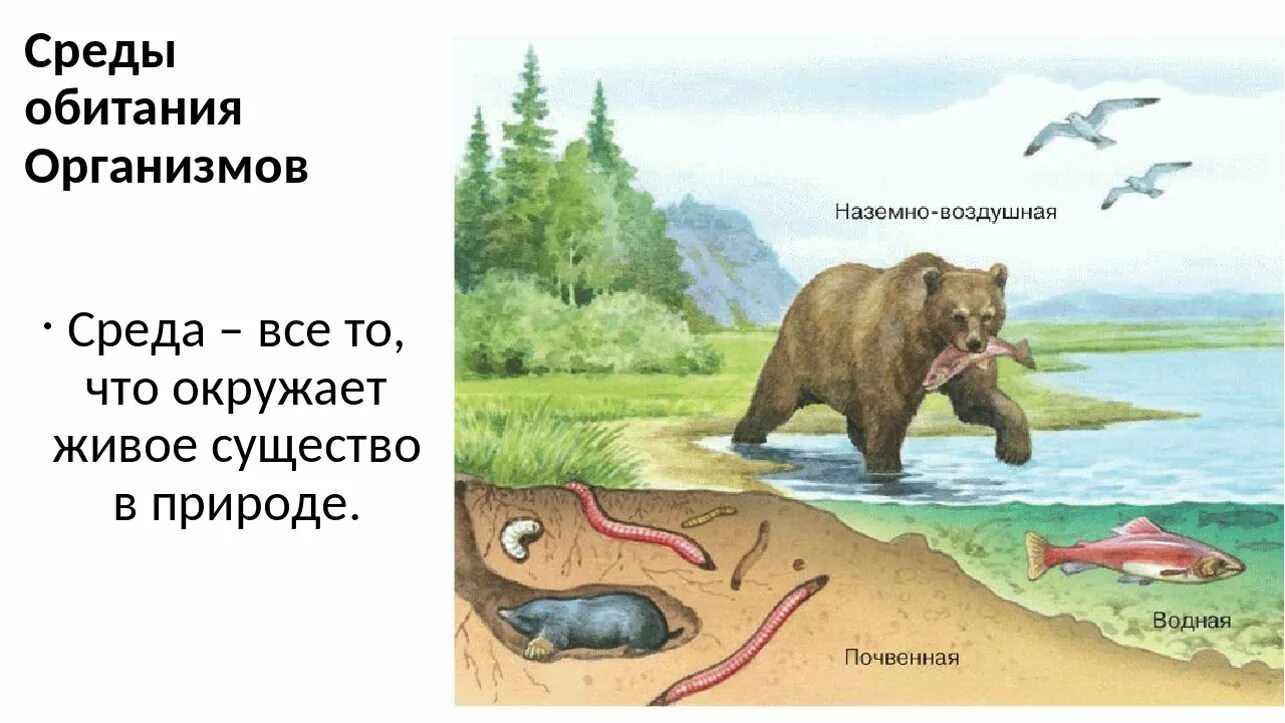 Животные из каждой среды обитания. Среда обитания. Среды обитания организмов. Животные разных сред обитания. Среды обитания ивыхорганизмов.