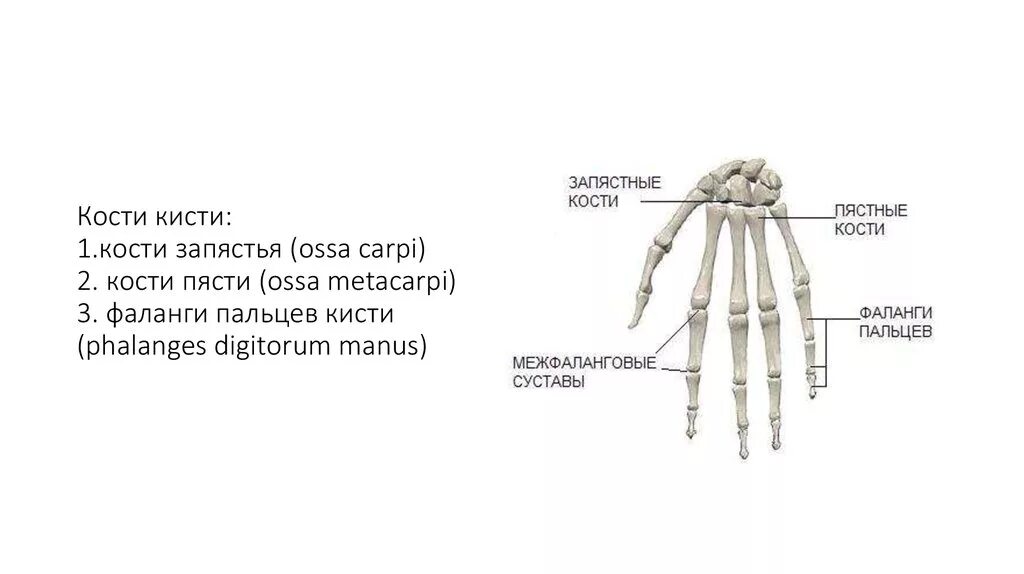 Кости кисти анатомия Синельников. Скелет пясти. Кости кисти на латыни. Кисть кости Синельников. Кости в запястье руки