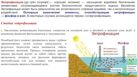 Эвтрофикация водоемов приводит к