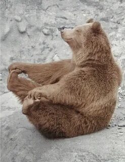 Картинки доброго медведя