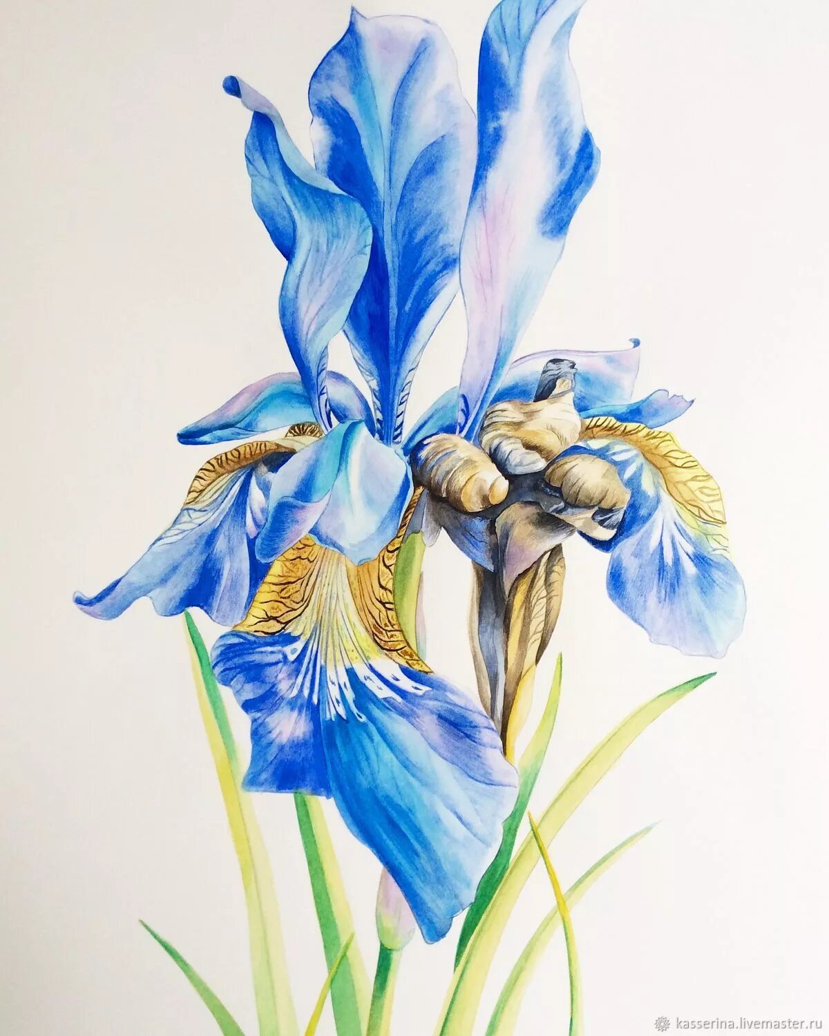 Iris graphics. Azul Ирис. Ирис синий. Ирис живопись. Ирисы живопись.