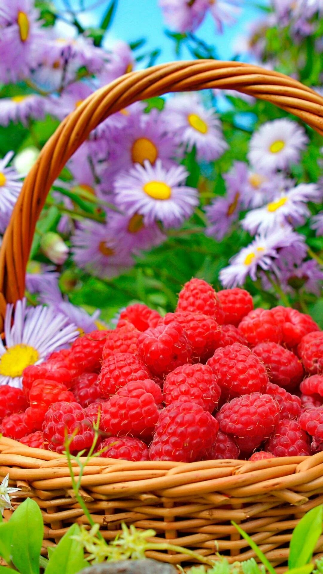 Лето ягоды вкусное. Клубника. Лето ягоды цветы. Лето ягоды вкусное. Корзина с ягодами.