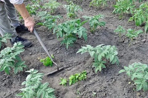 Как рыхлить помидоры