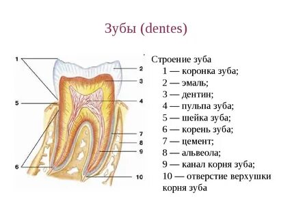 Каково внешнее и внутреннее строение зуба