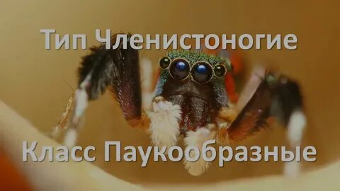 Членистоногие животные