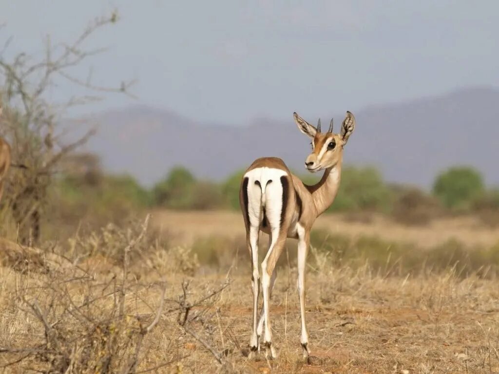 Gazella dama - Faits, Alimentation, Habitat & Photos sur Animalia.bio