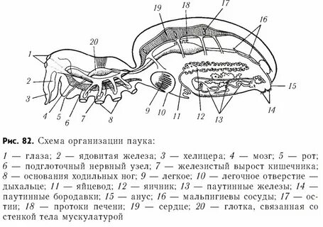 Схема паука