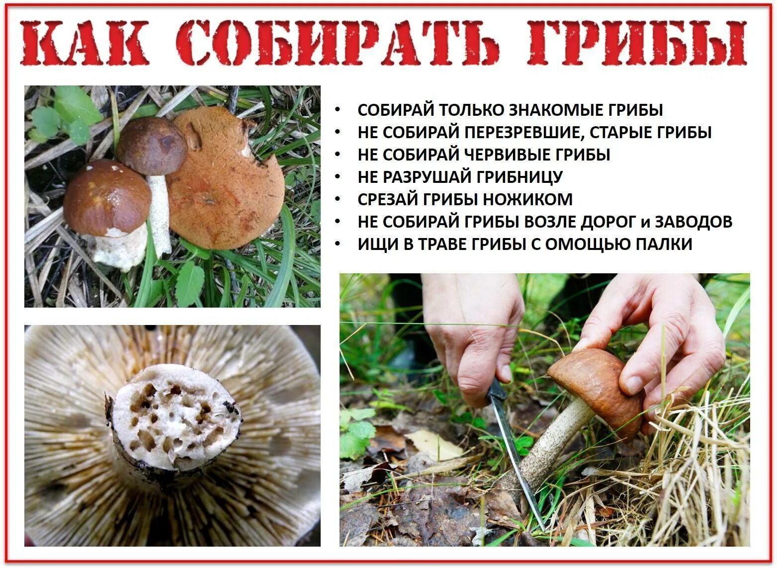 Собиру или соберу как