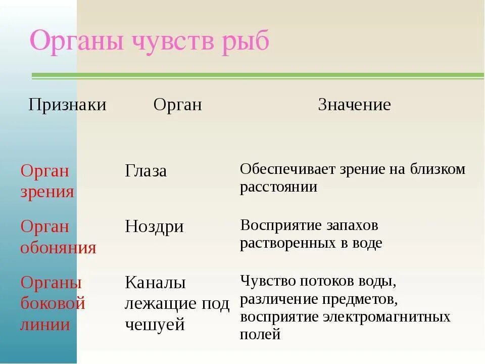 Признаки характеристика значения рыбы таблица органы чувств Органы чувств у рыб: описание, особенности, факты