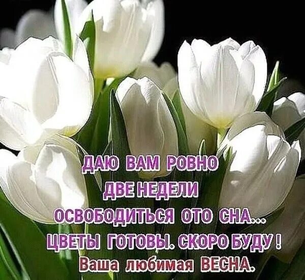 кошка котлета. скоро всё будет хорошо. скоро будет готов. скоро здесь будет красиво баннер. скидки весенние 30%.