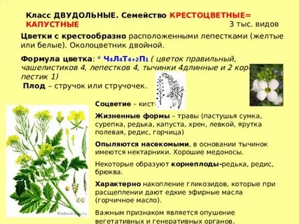 Крестоцветные жизненная форма