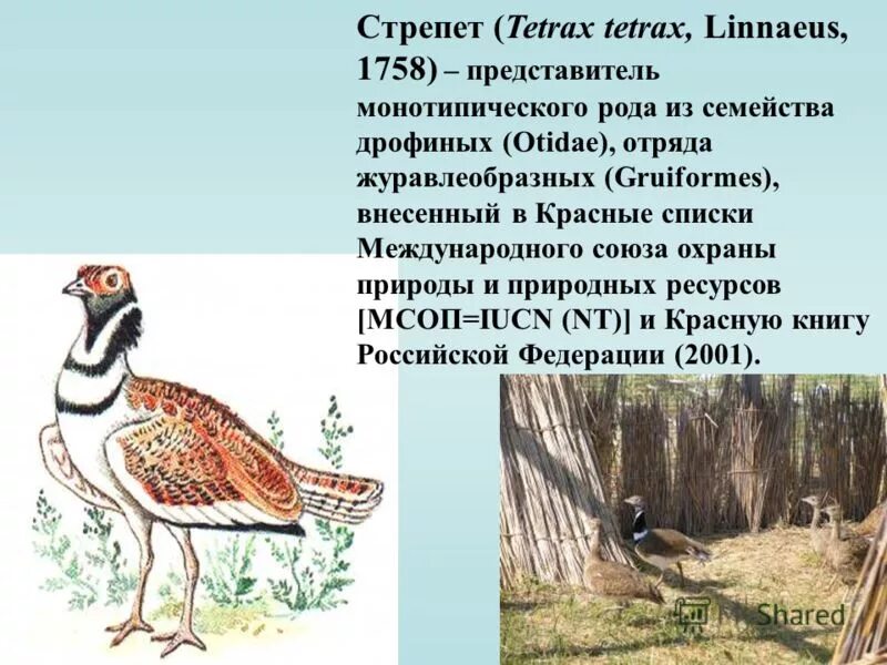 и мужское имя птица из дрофиных