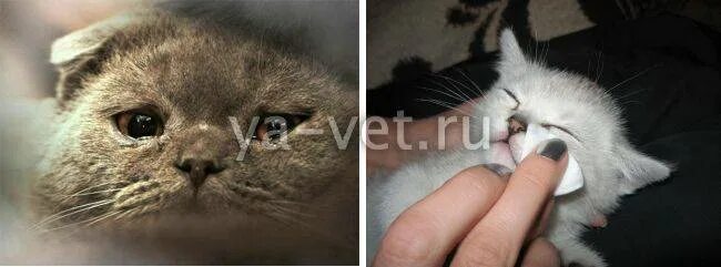 У котят текут глаза. Кот чихает и слезятся глаза. У котика британца слезятся глаза.