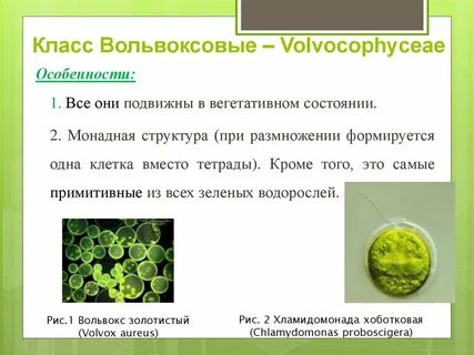 Признаки зеленых водорослей