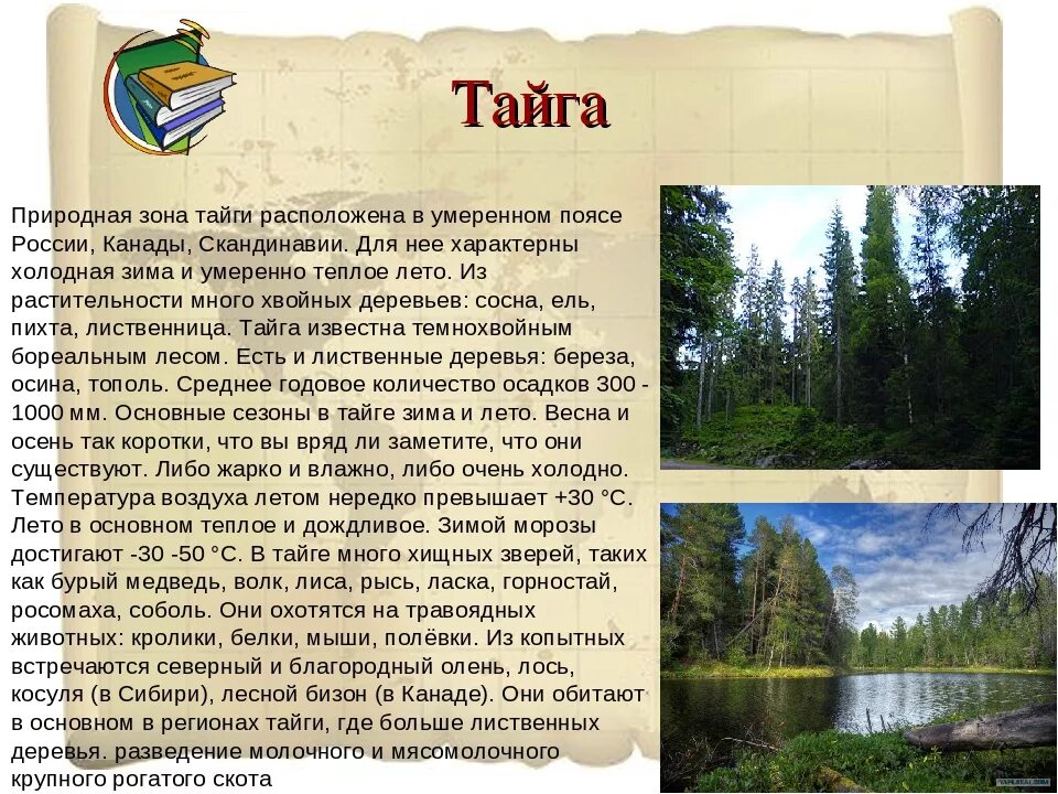 Для природной зоны тайги характерны. Тайга природная зона. Сообщение о тайге. Описание любой природной зоны. Тайга описание природной зоны.