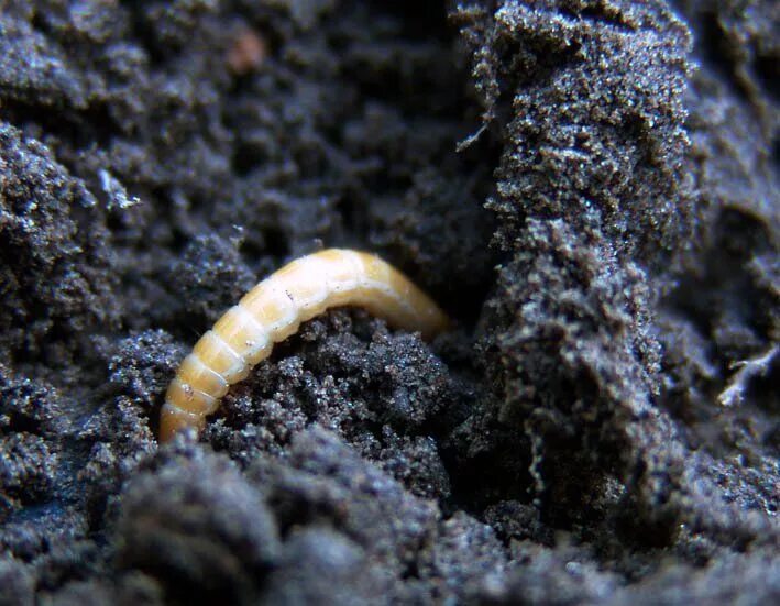 белый энхитрей горшечный червь. в земле завелись белые маленькие червячки. ногохвостки подуры в комнатных цветах. белые червячки в земле комнатных растений. многоножка illacme tobini.