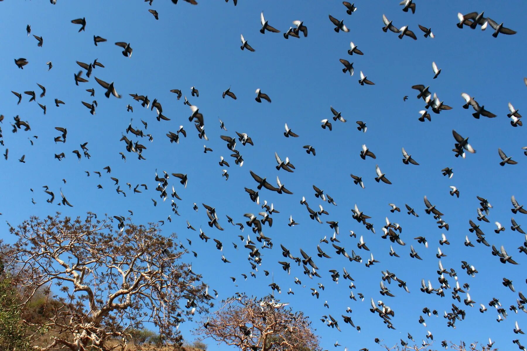 Ascension flock of Birds. Системы. Птицы на площади. Flock!. Flock of Birds перевод.