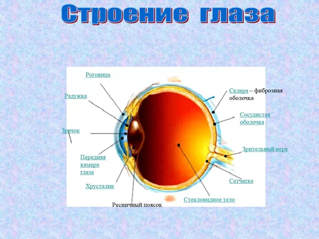 Зрачок в организме человека выполняет функцию. Строение фиброзной оболочки (роговица, склера) гистология. Строение глаза роговица радужка. Склера роговица радужка. Роговица зрачок хрусталик стекловидное тело сетчатка.