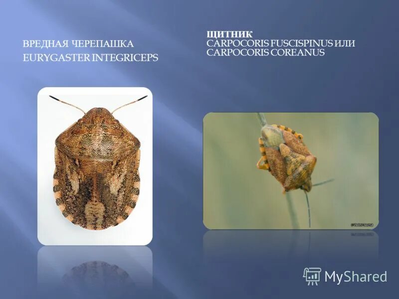 Неполное превращение цикады. Певчая цикада тип развития. Цикл развития насекомых с неполным превращением. Жизненный цикл цикады в картинках. Неполное превращение цикады.