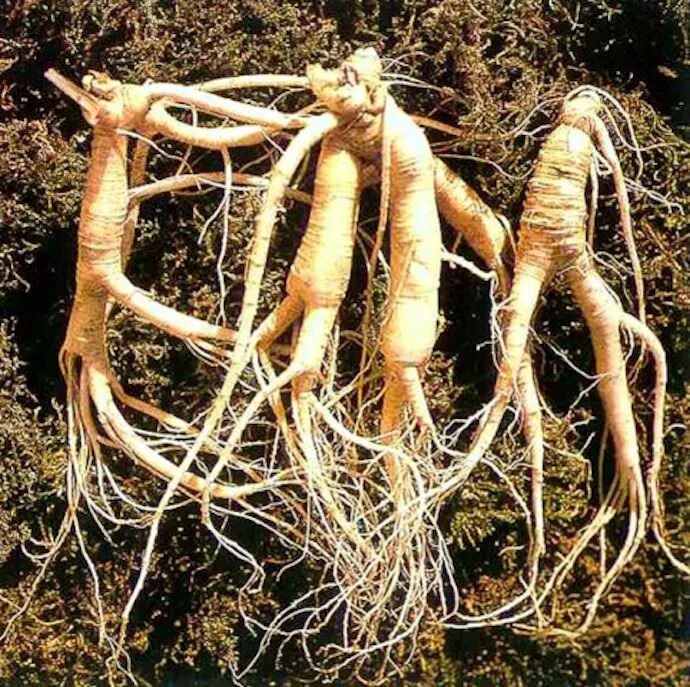 Panax Ginseng. Корни растений. Корешок растения. Самый большой корень женьшеня.