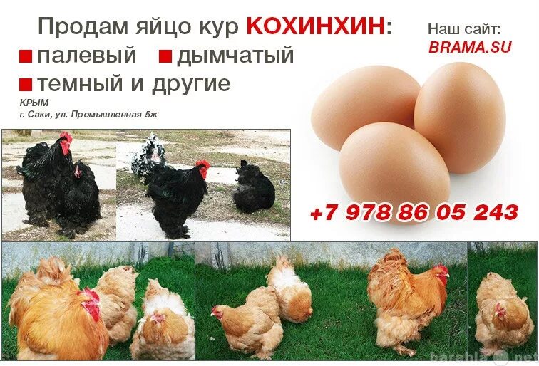 Куплю инкубационное яйцо кур породы. Брама кохинхин. Куры кохинхин яйценоскость. Брама карликовый кохинхин. Кохинхин стандарт куры.