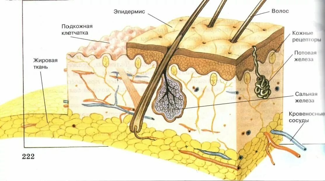 Строение кожного Покрова млекопитающих схема. Кожный Покров млекопитающих схема. Строение кожного Покрова млекопитающих 7 класс. Строение кожного Покрова млекопитающих 8 класс.