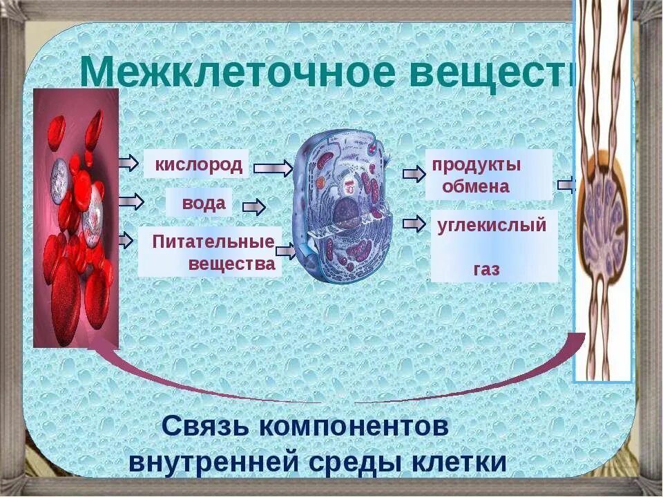 Интерактивные слайды по биологии. Связь компонентов внутренней среды клетки. Питательные вещества кислород вода. Кислород в питательной воде