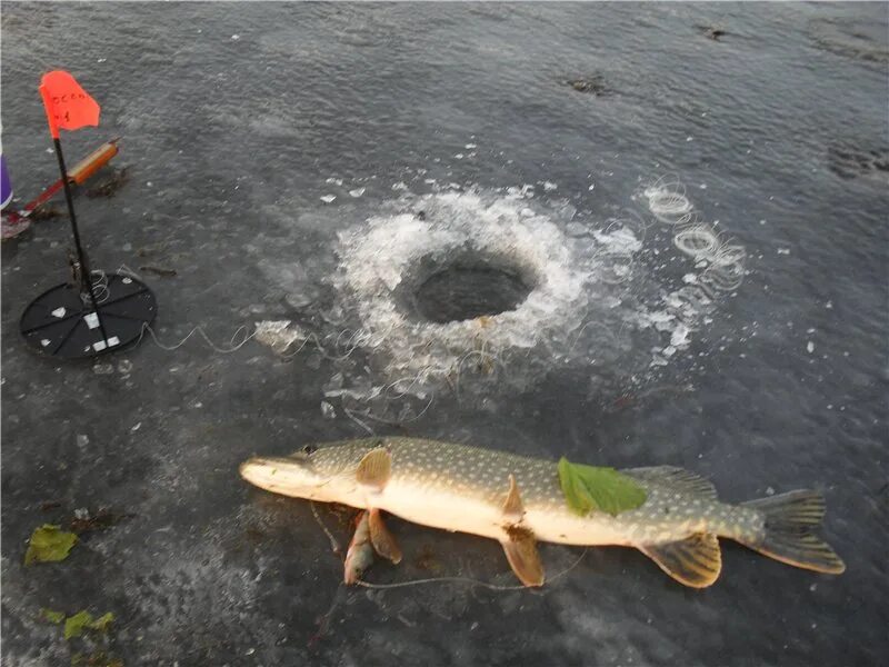 Щука на жерлицы 2019. Зимняя рыбалка на щуку. Зимняя рыбалка щука на льду. Щука по первому льду.