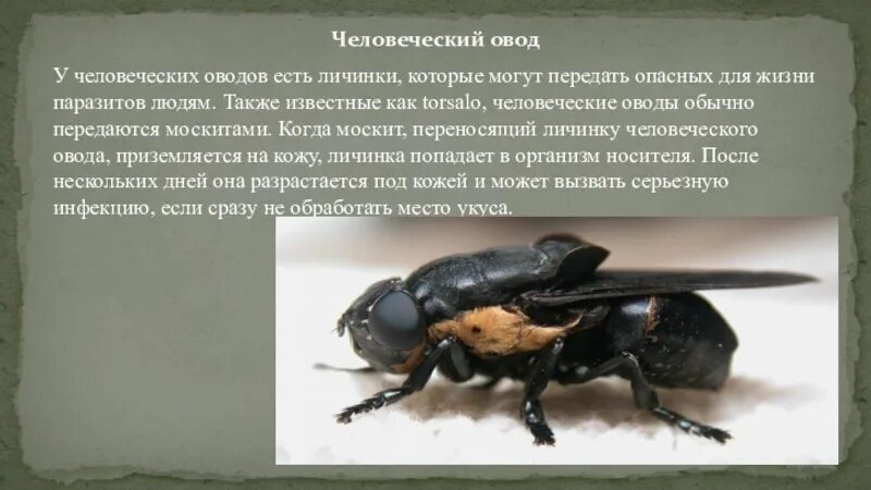 Человеческий Овод личинка. Овод насекомое личинка. Опасные насекомые для жизни человека.