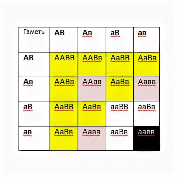 AABB гаметы. Типы гамет у особи с генотипом AABB. Какие гаметы образует особь с генотипом AABB. Особь с генотипом ААВВ.