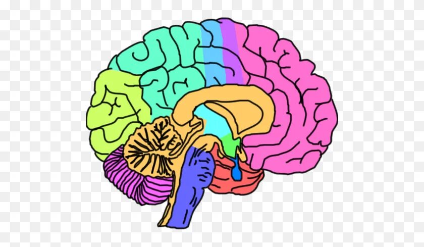 Мозг картинки для презентации. Головной мозг. Мозг иллюстрация. Мозг рисунок.