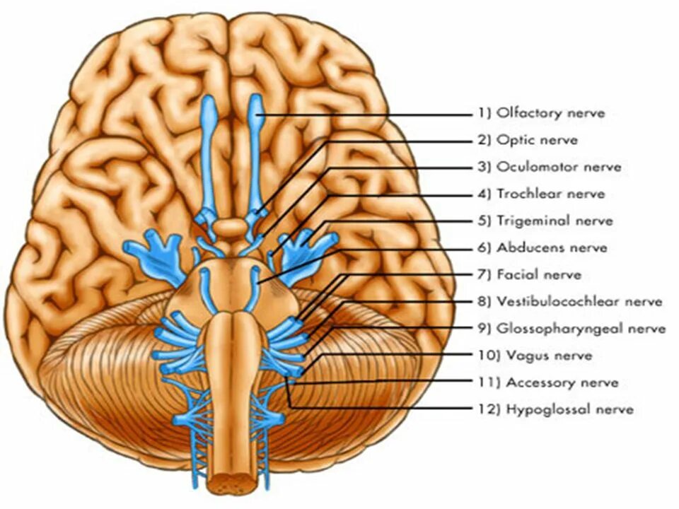 Зрительный нерв в головной мозг. Medulla Oblongata анатомия. Medulla Oblongata function. Медула мозг.