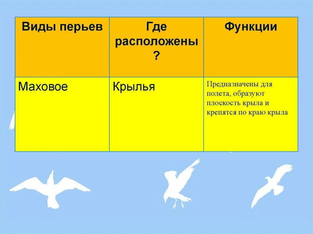 Функции птиц таблица. Виды перьев и функции. типы перьев птиц и их функции. функции крыльев у птиц. типы перьев таблица.