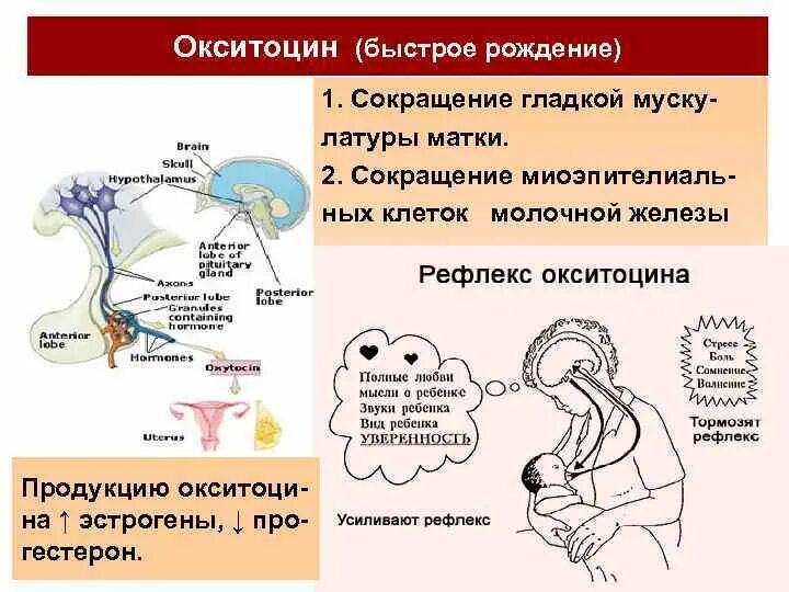 Что влияет на выработку. Окситоцин гормон. Выработка гормона окситоцина. Механизм действия окситоцина на матку. Регуляция выработки окситоцина.