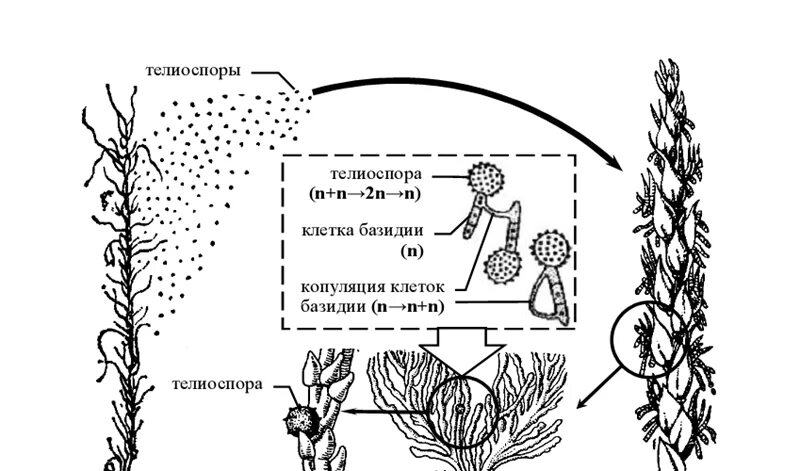 Цикл развития головневых грибов. Цикл развития пыльной головни пшеницы. Жизненный цикл пыльной головни. Жизненный цикл пыльной головни. Цикл развития пыльной головни пшеницы.