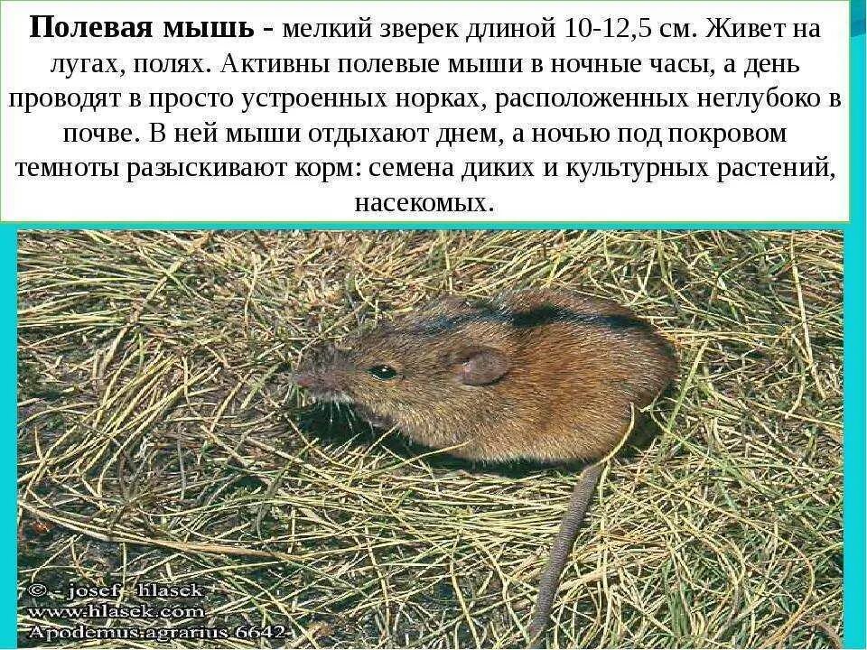 Полевка миддендорфа. Полевка где обитает. Водяная полевка норы. Полевка где обитает. Мышь полёвка описание.