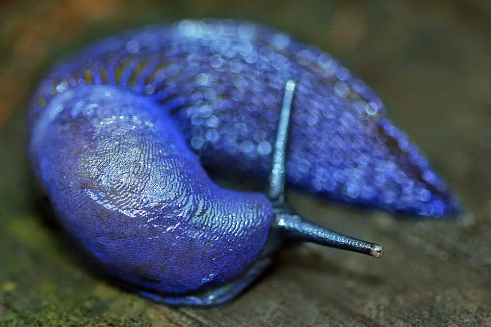 Синяя улитка. Брюхоногие моллюски слизни. Брюхоногие моллюск СЛИЗНЯК. СЛИЗНЯК это моллюск. Брюхоногие моллюски СЛИЗЕНЬ голубой.