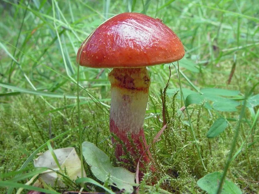 Гиб гибы. Маслёнок гриб. Маслёнок обыкновенный. Маслёнок гриб фото. Маслёнок лиственничный фото.
