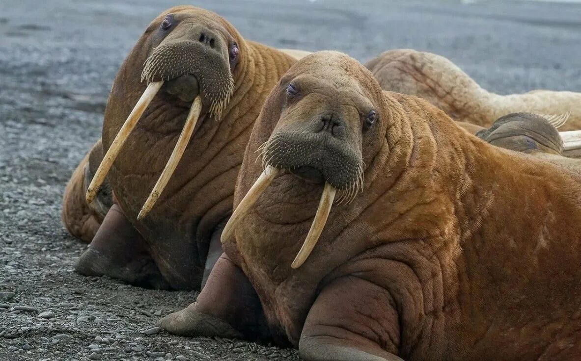 Тихоокеанский морж (Odobenus rosmarus divergens). Лаптевский морж. Морж Лаптевский подвид. Атлантический морж Ямал.