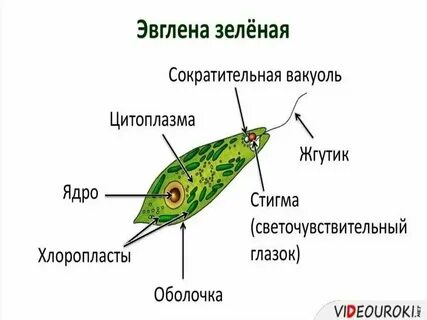 Животные передвигающиеся жгутиками примеры