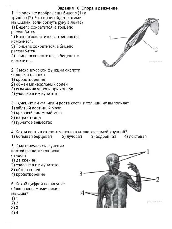 На рисунке изображен бицепс трицепс. Механическая функция костей скелета. строение трицепса. что относят к механической функции костей скелета. какая кость в скелете человека является самой крупной.
