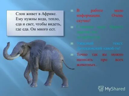 Какой был слон в рассказе слон