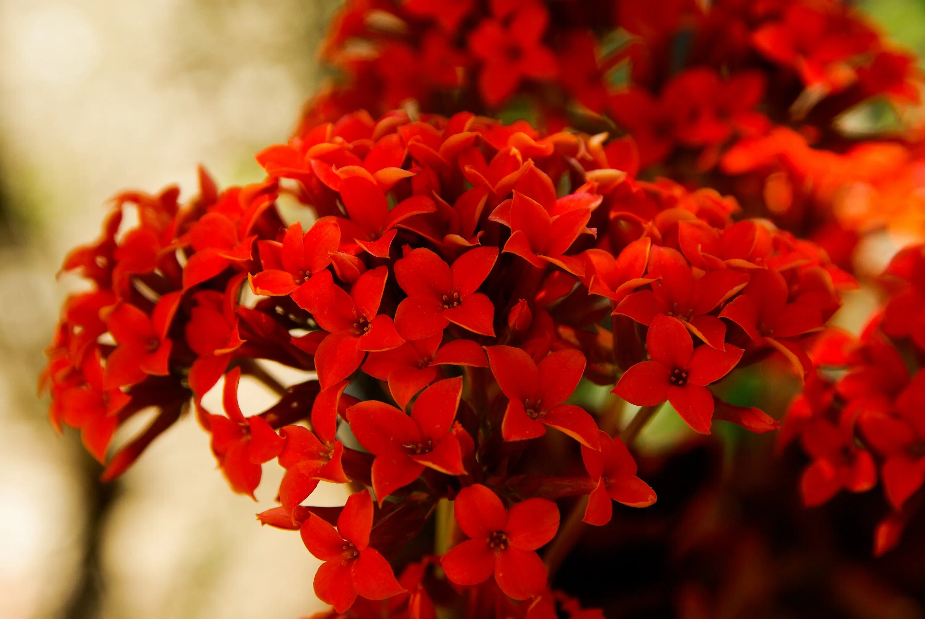 Red plant. Красный цветок. Мелкие красные цветочки. Красные садовые цветы. Маленькие красные цветы.