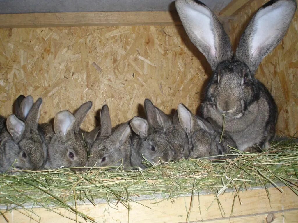 Кролик Фландр. Разведение кроликов. Кролиководство крольчата. Кролики размножаются. Завести ли кролика