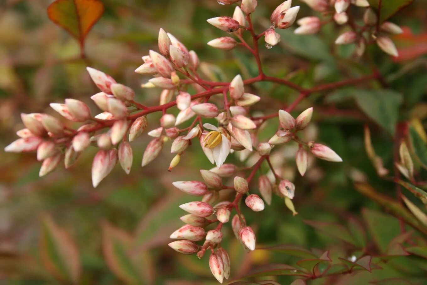 Nandina domestica. Nandina растение. Нандина вечнозелёная. Нандина Файер Пауэр.