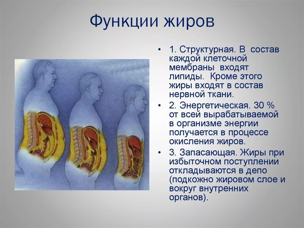 Откуда жир. % жира в организме. жиры в человеческом организме. функции жиров в организме человека.