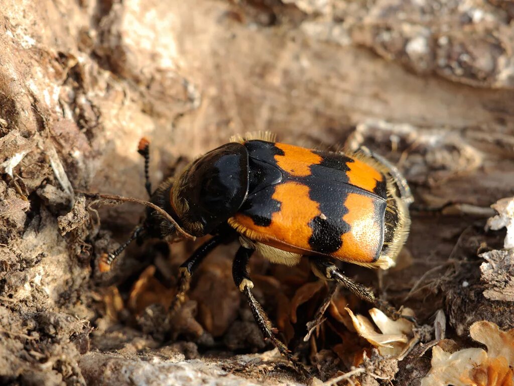 Жук мертвоед Nicrophorus. Могильщик рыжебулавый Жук. Жук могильщик обыкновенный. Могильщик погребальный Жук.