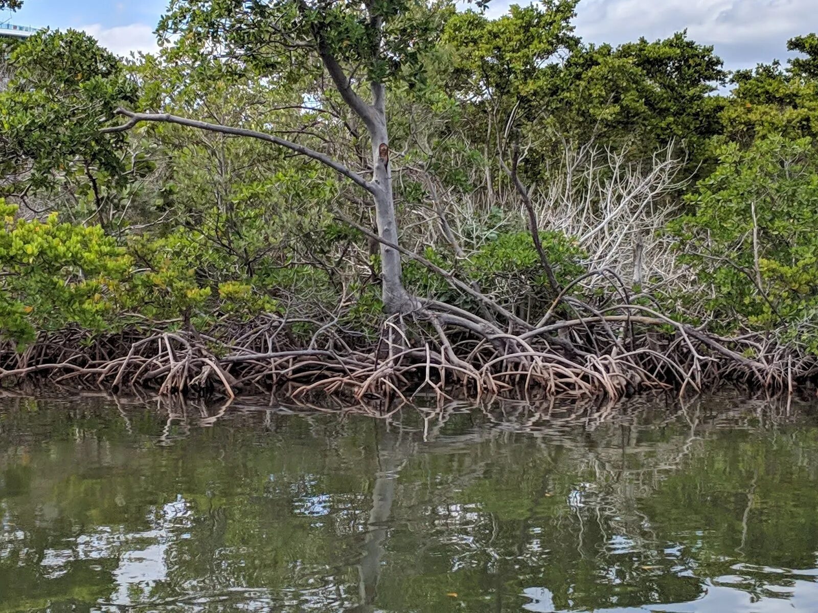 Где найти мангровое дерево