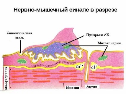 Нервно мышечная система